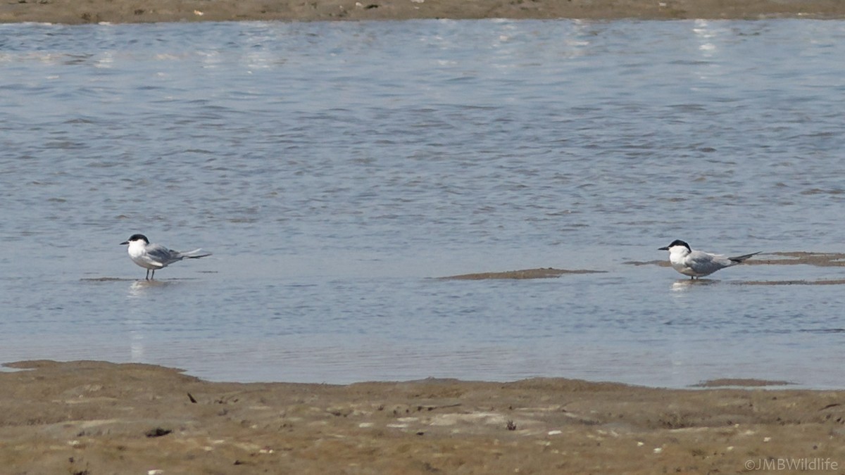 Gull-billed Tern - ML126786091