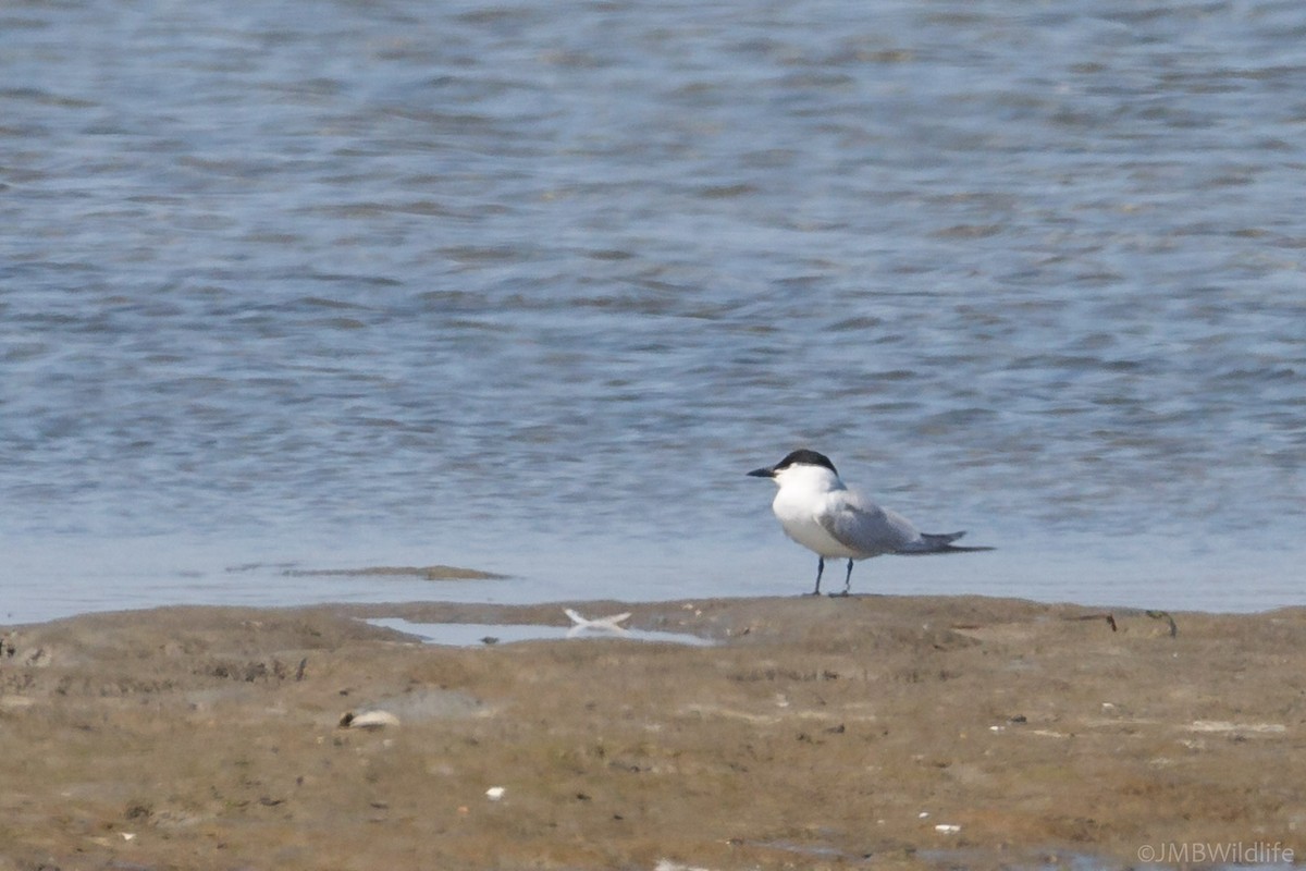 Gull-billed Tern - ML126786101