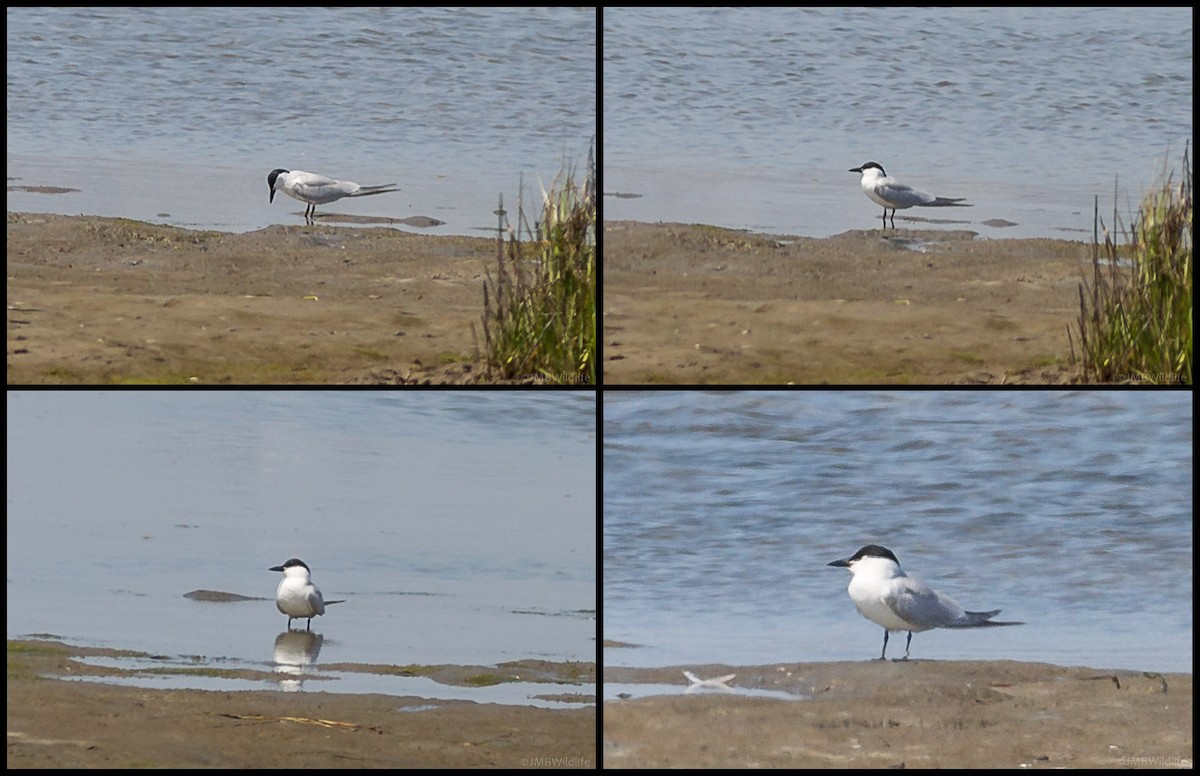 Gull-billed Tern - ML126786111