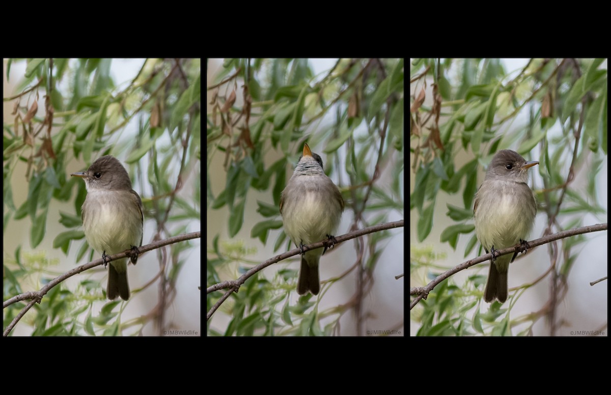 Willow Flycatcher - ML126786531