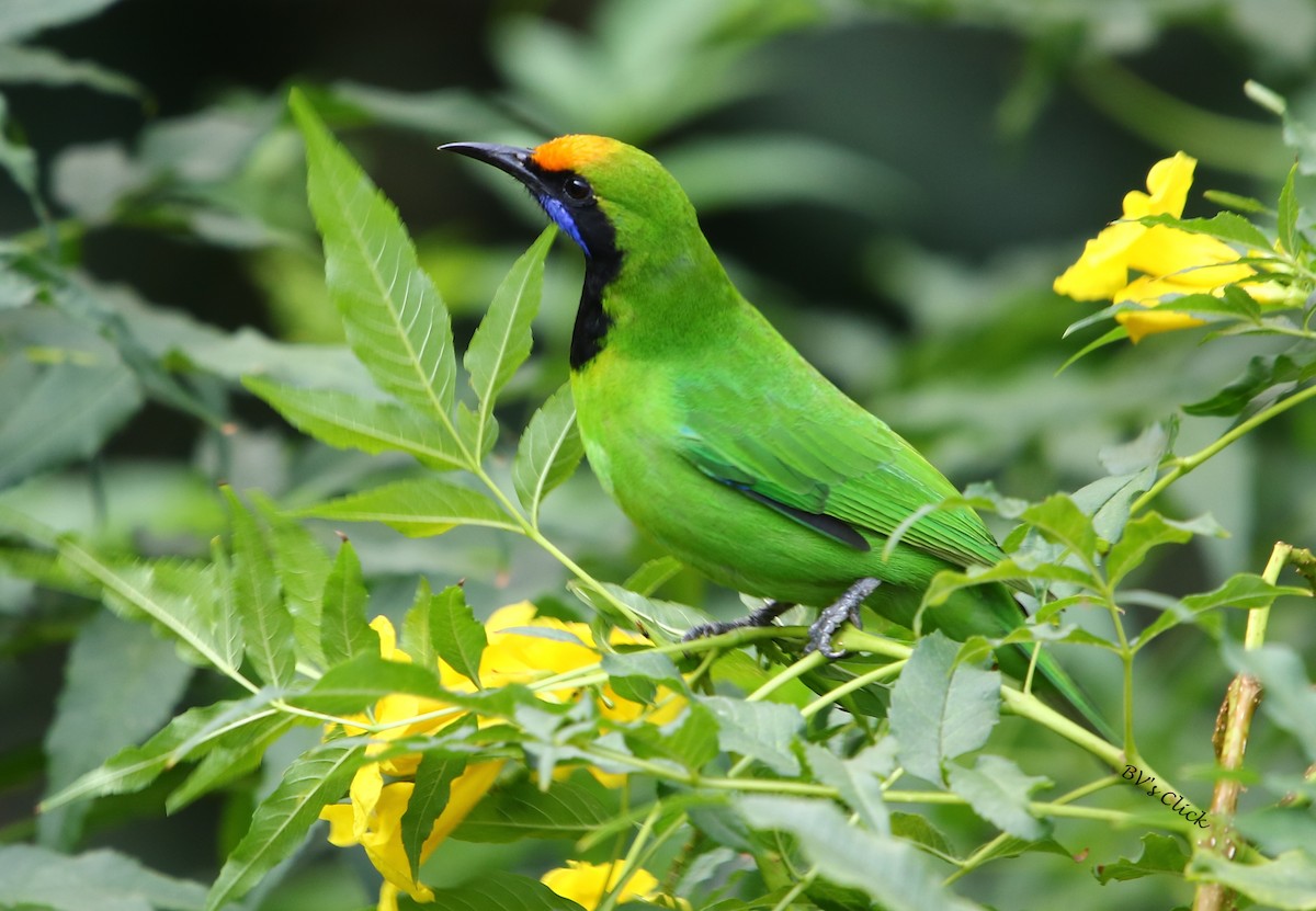Golden-fronted Leafbird - ML126787611
