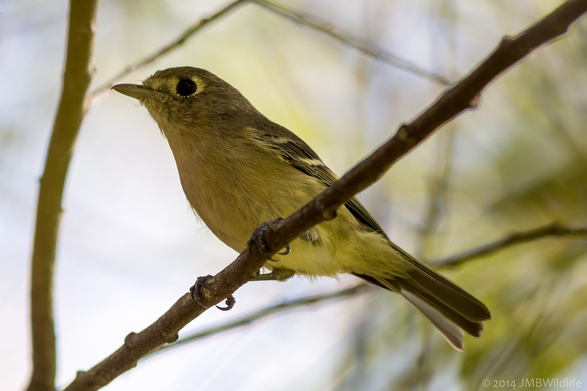 Hutton's Vireo - ML126789091