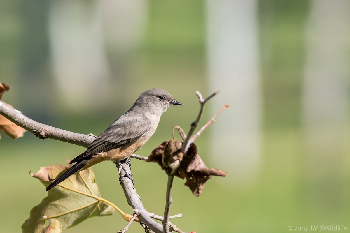 Say's Phoebe - Jeff Bray