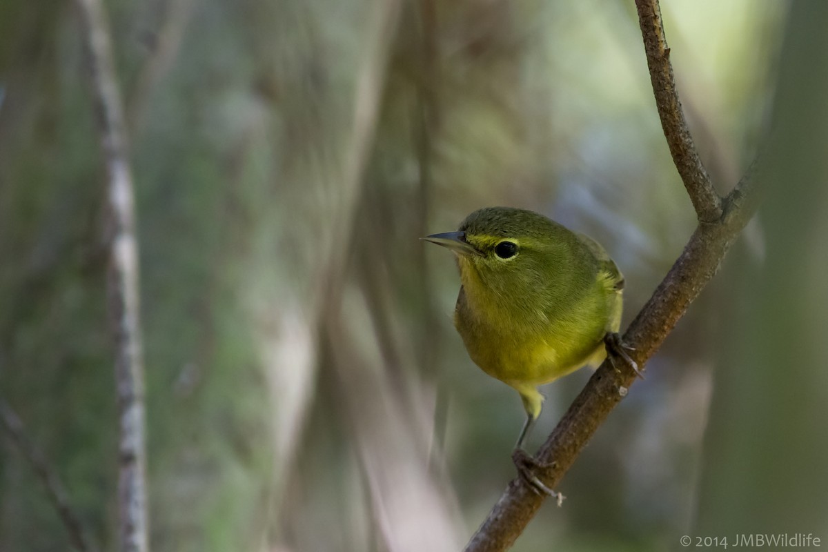 Orange-crowned Warbler - ML126789121