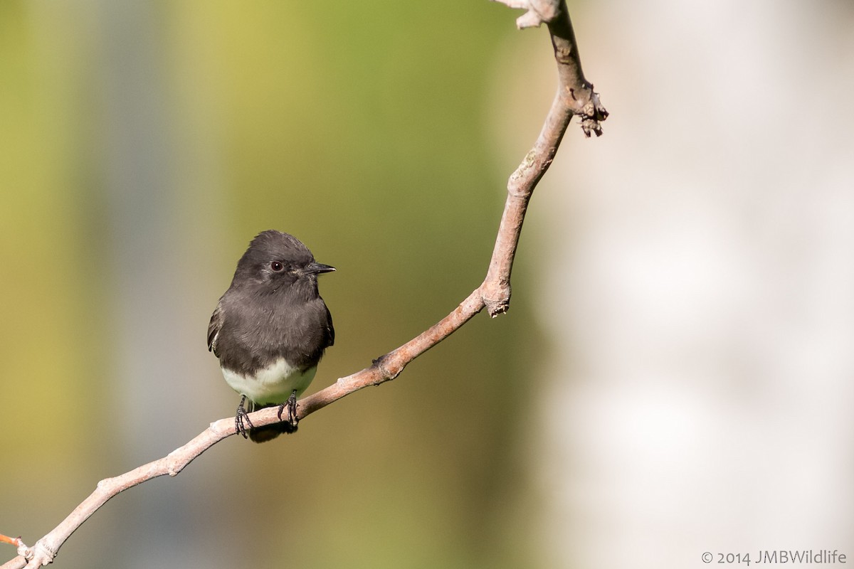 Black Phoebe - Jeff Bray