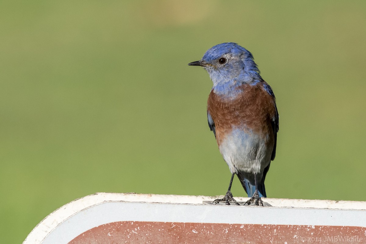 Western Bluebird - ML126789181