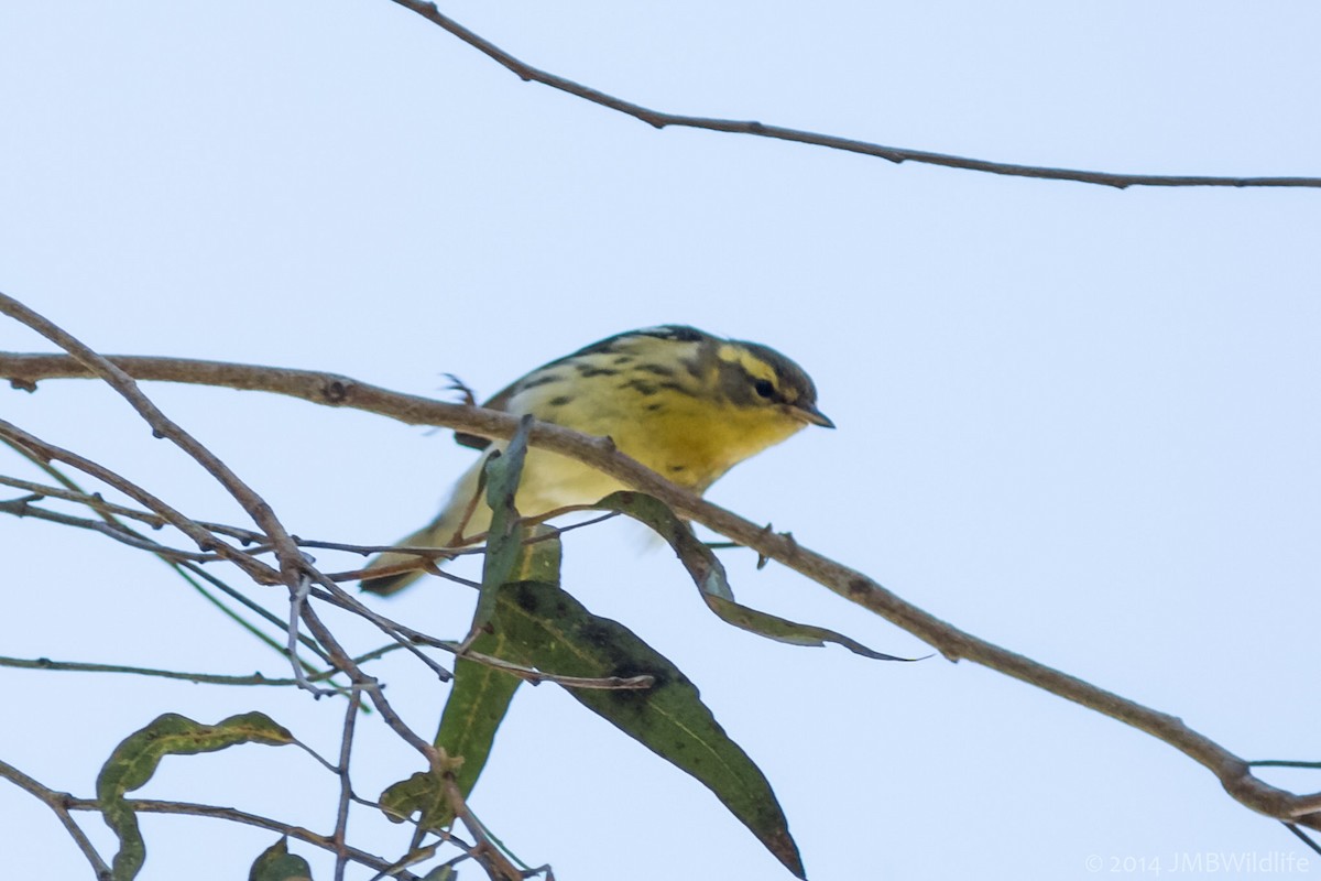 Blackburnian Warbler - Jeff Bray