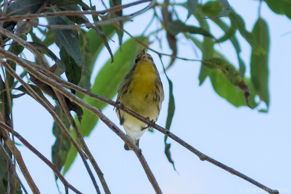 Blackburnian Warbler - ML126789231