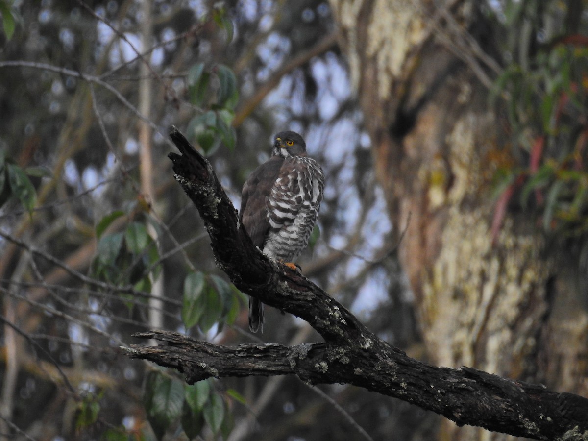 Crested Goshawk - ML126789261