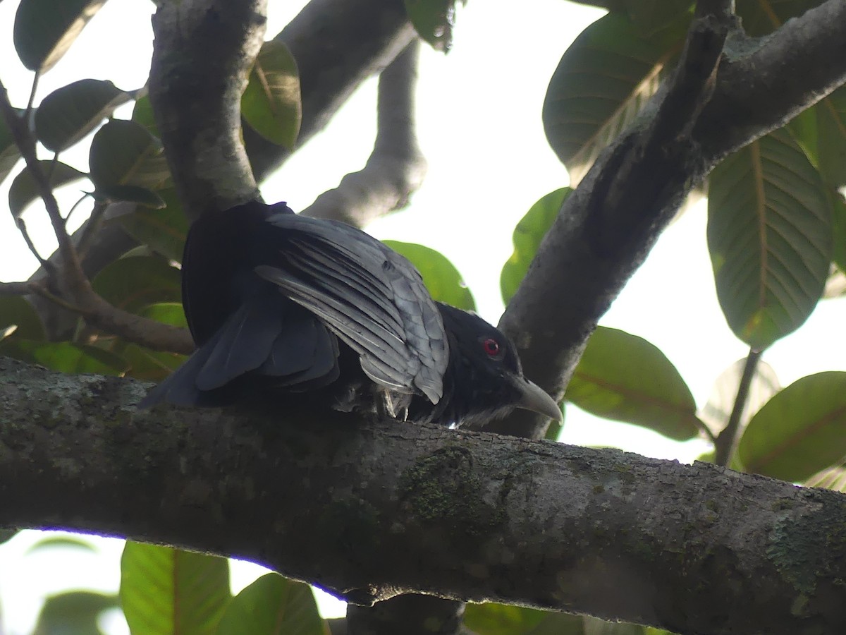 Asian Koel - ML126789371