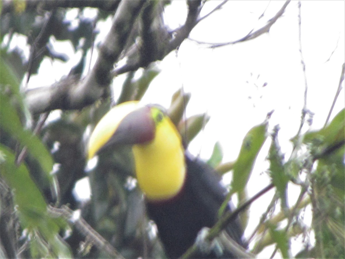 Yellow-throated Toucan - Susan Brauning