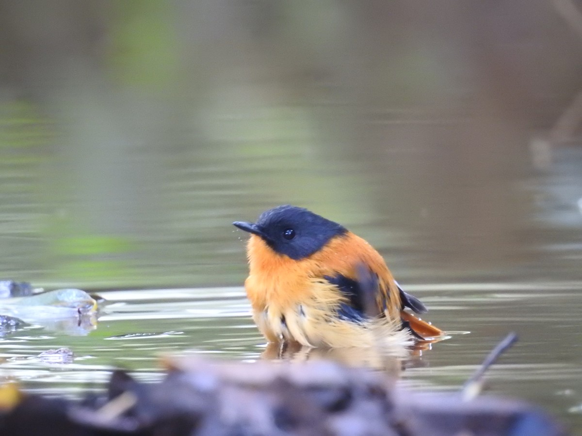 Black-and-orange Flycatcher - ML126790021