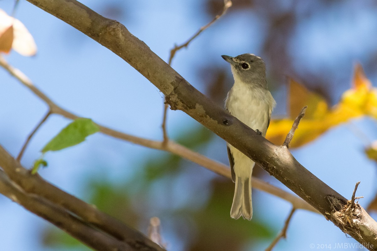 Vireo Plomizo - ML126790551