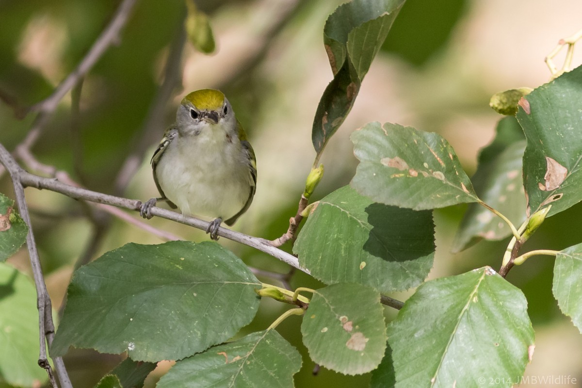 Chestnut-sided Warbler - ML126790641