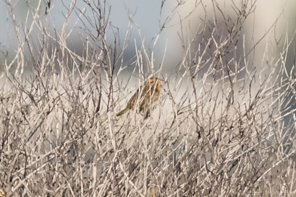 Nelson's Sparrow - ML126791131