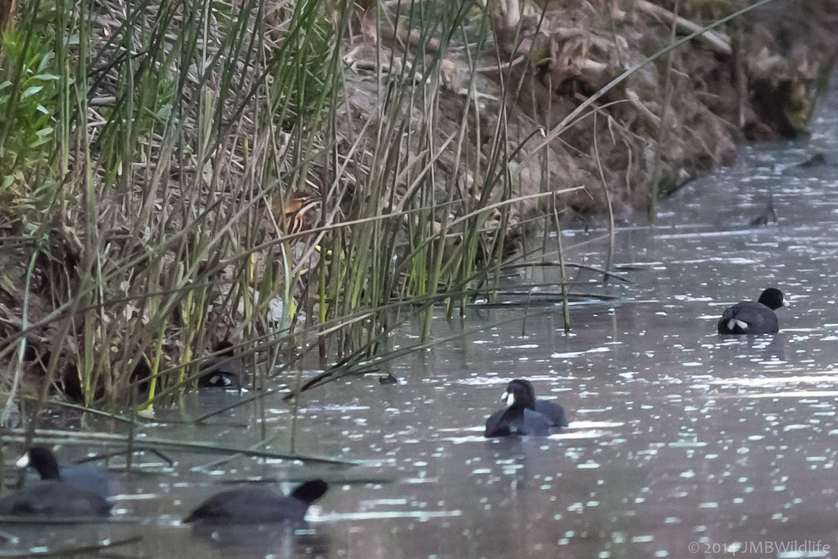 Schwarzbart-Rohrdommel - ML126791991