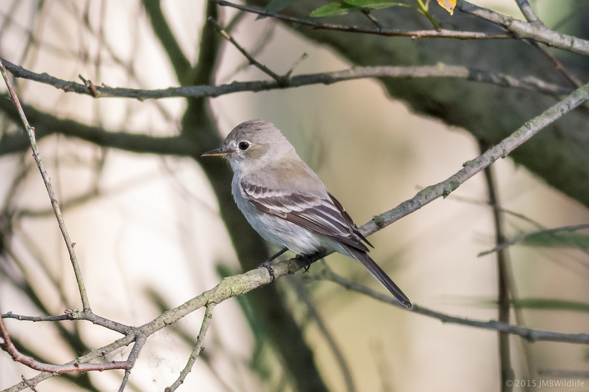 Gray Flycatcher - Jeff Bray