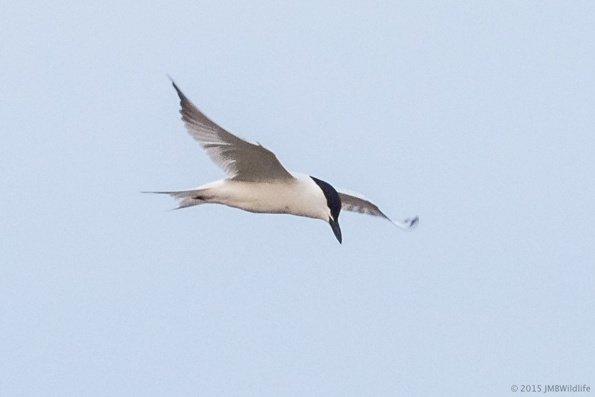 Gull-billed Tern - ML126795231