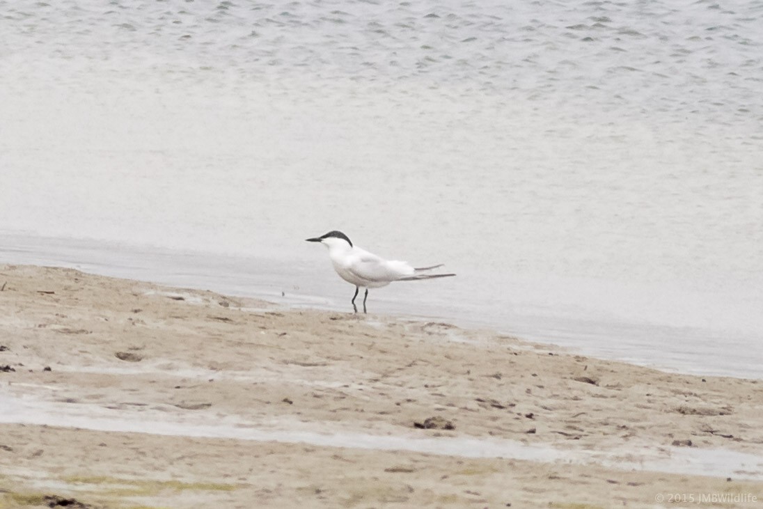 Gull-billed Tern - Jeff Bray