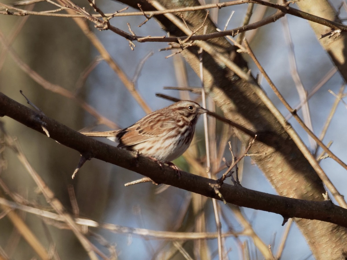 Song Sparrow - ML126795481