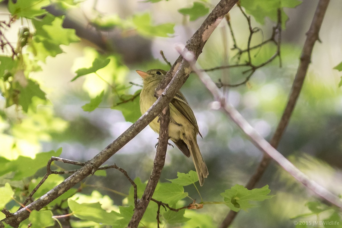 Western Flycatcher (Cordilleran) - ML126796131