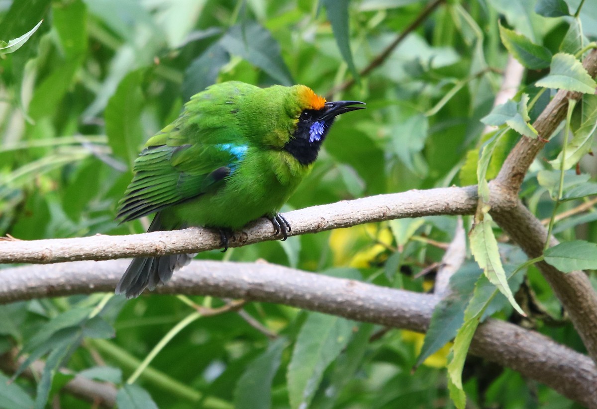 Golden-fronted Leafbird - ML126797401