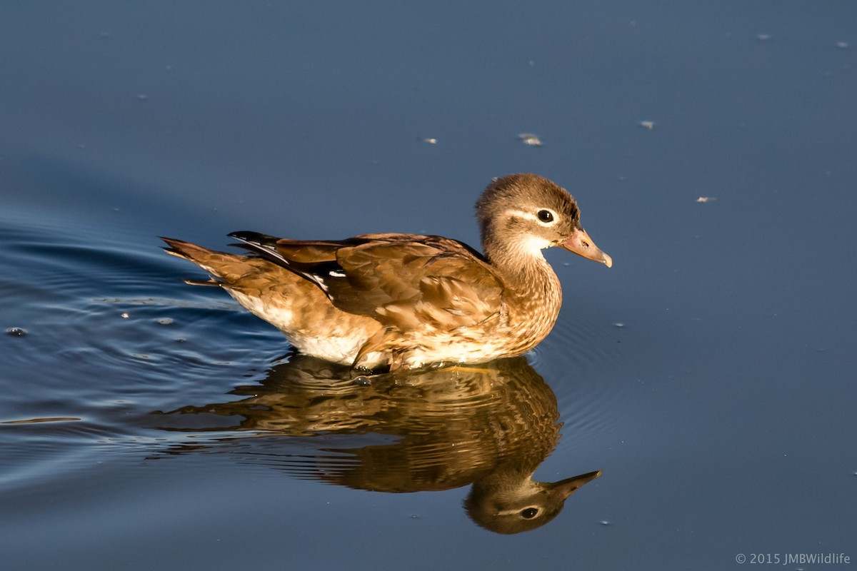 Mandarin Duck - Jeff Bray