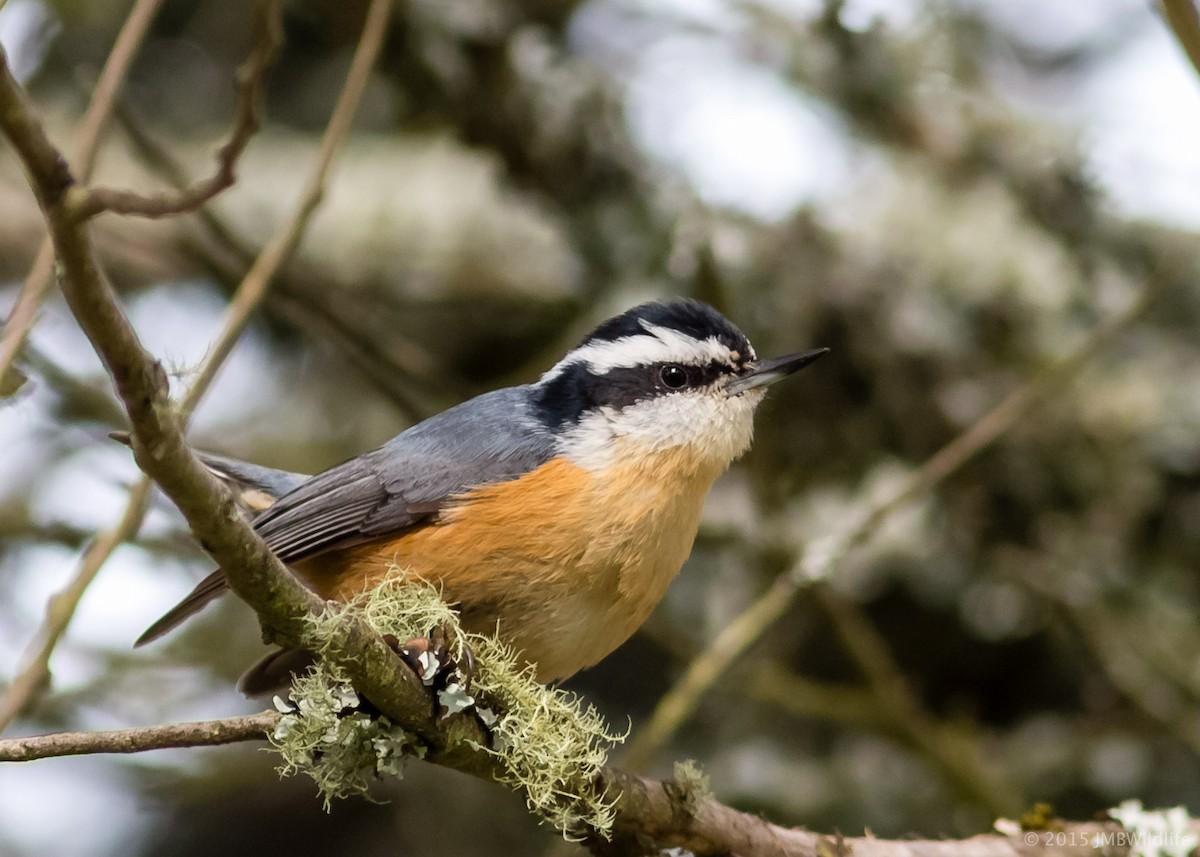 Red-breasted Nuthatch - ML126798951