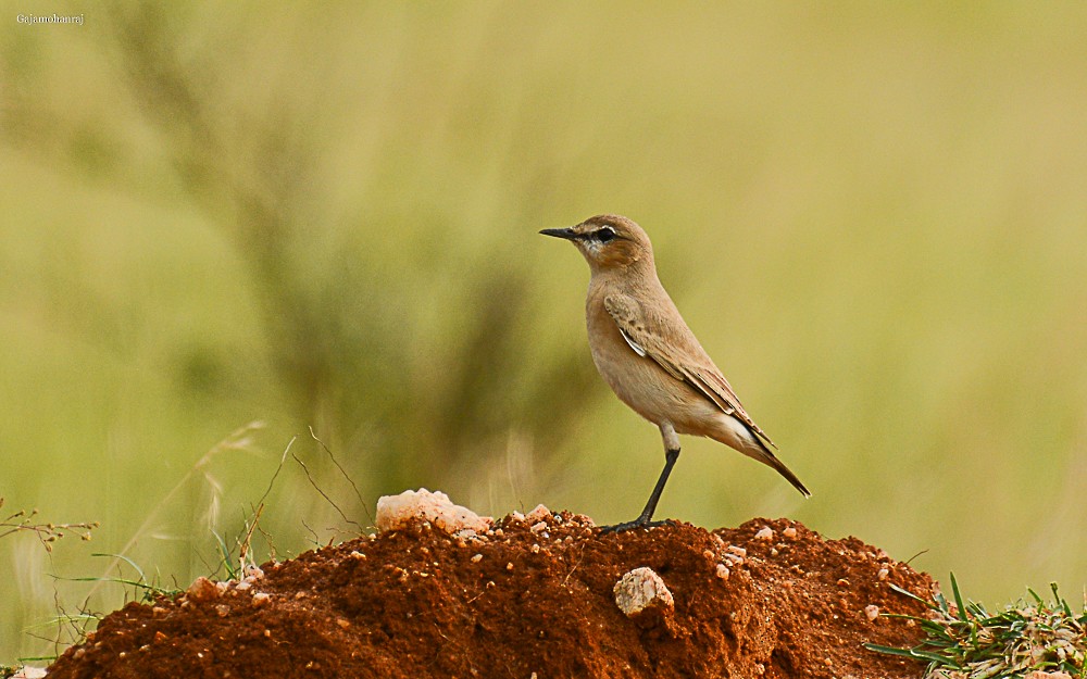 Isabelline Wheatear - Gaja mohanraj