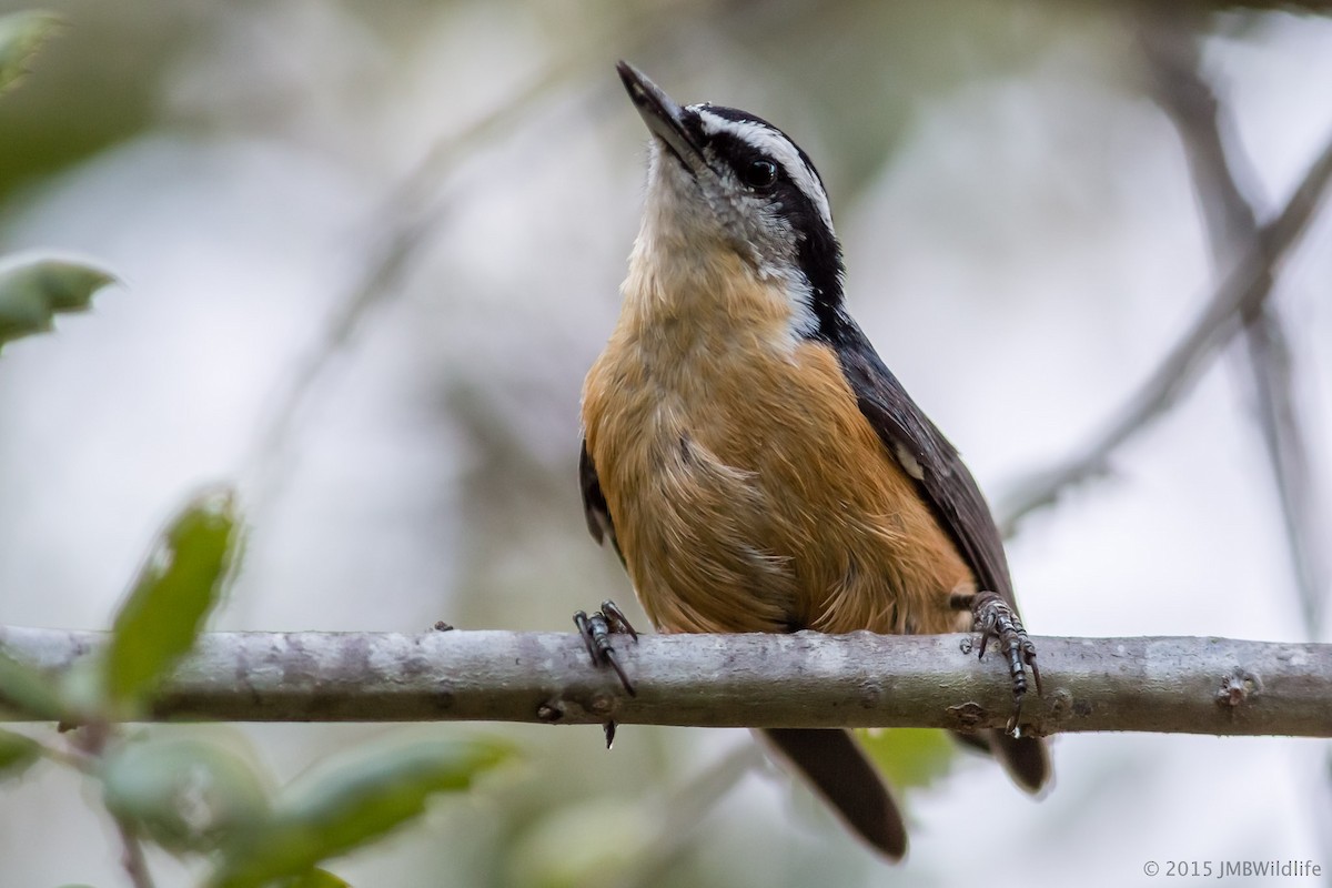 Red-breasted Nuthatch - ML126799301