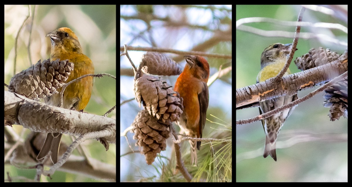 Red Crossbill - ML126800111