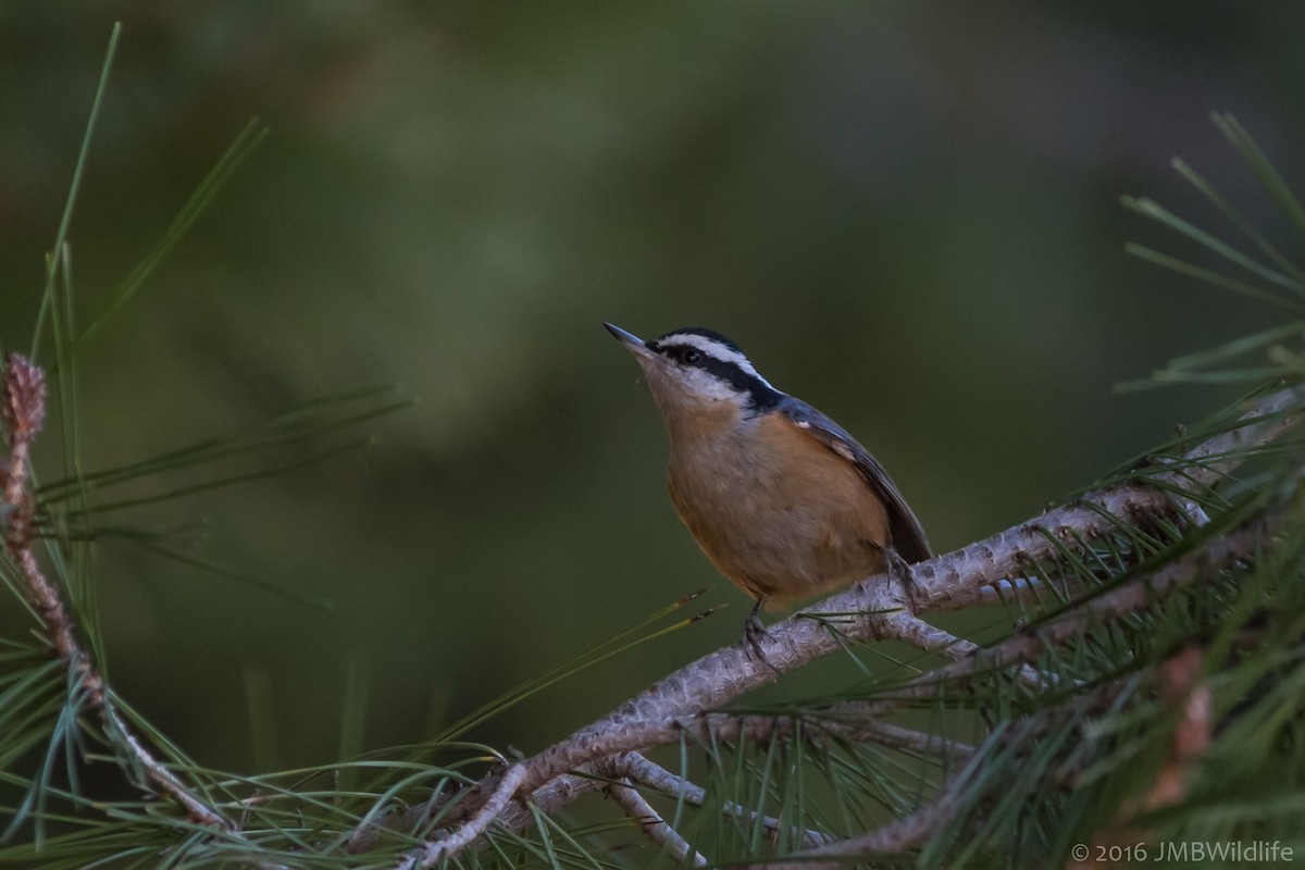Red-breasted Nuthatch - ML126800381
