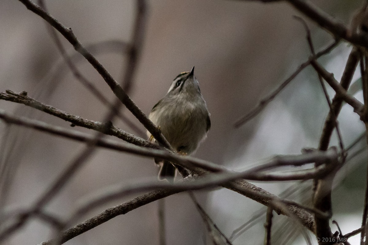 Golden-crowned Kinglet - ML126800651