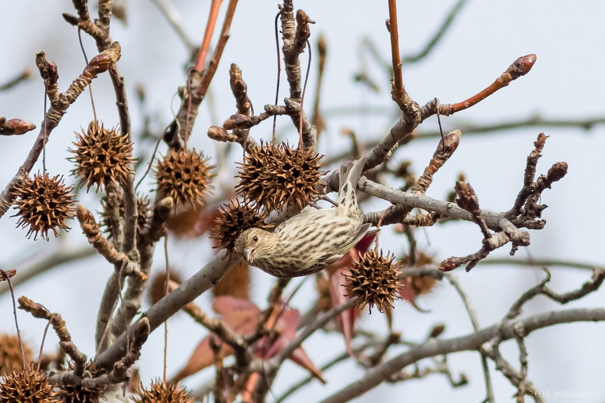 Pine Siskin - ML126800671