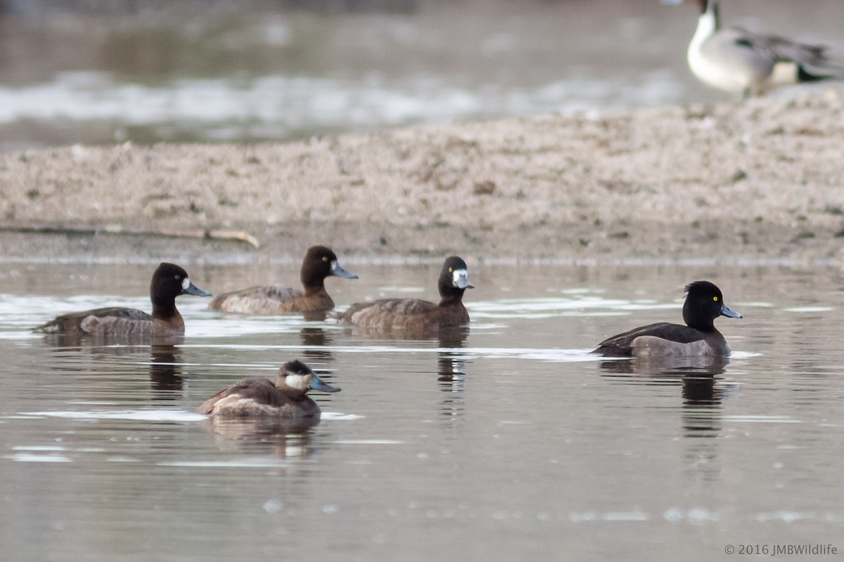 Tufted Duck - ML126800801