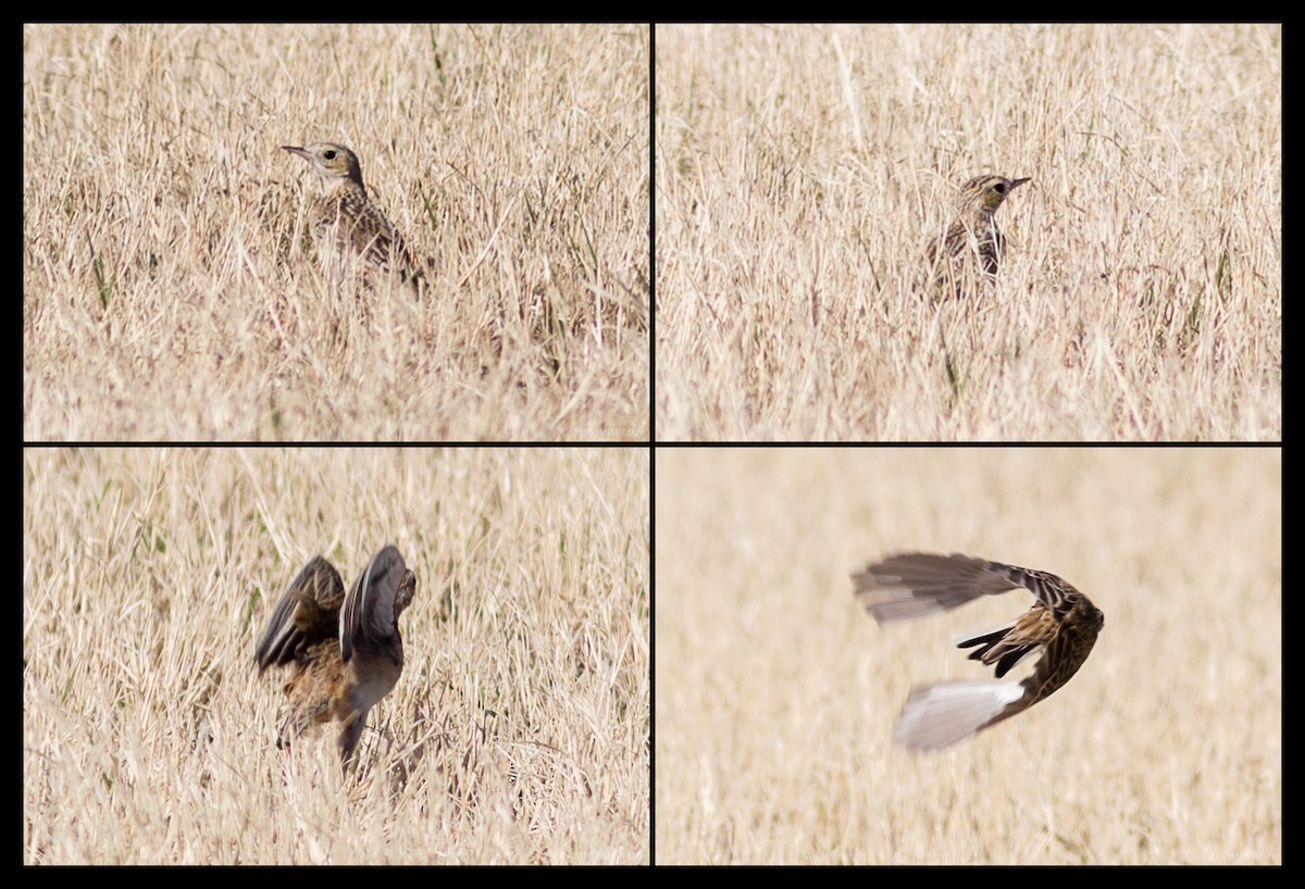 Sprague's Pipit - ML126800881