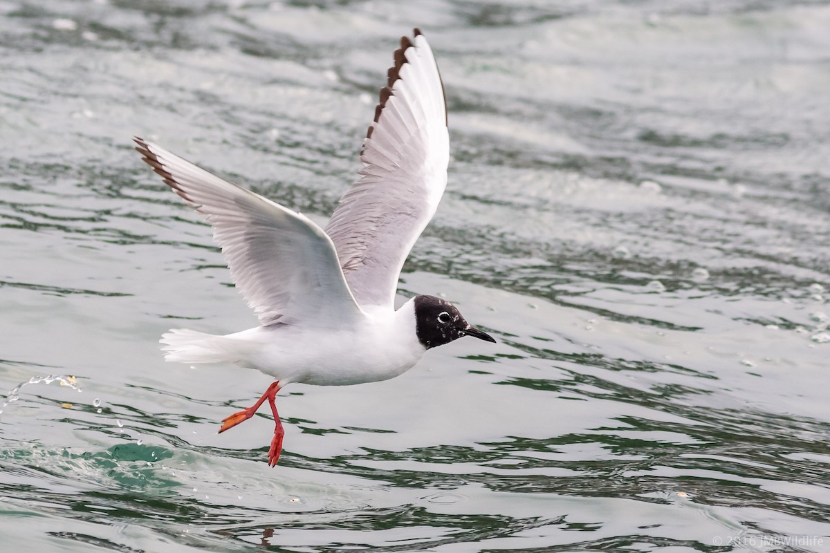 Bonaparte's Gull - ML126800941