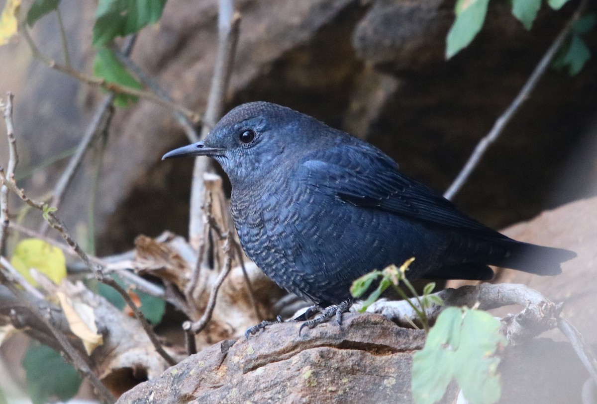 Blue Rock-Thrush - Bhaarat Vyas