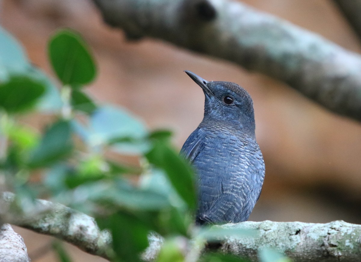 Blue Rock-Thrush - Bhaarat Vyas