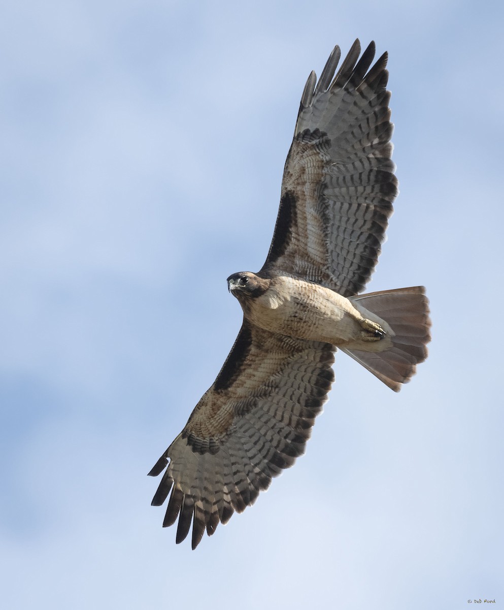 Red-tailed Hawk - Deb Ford