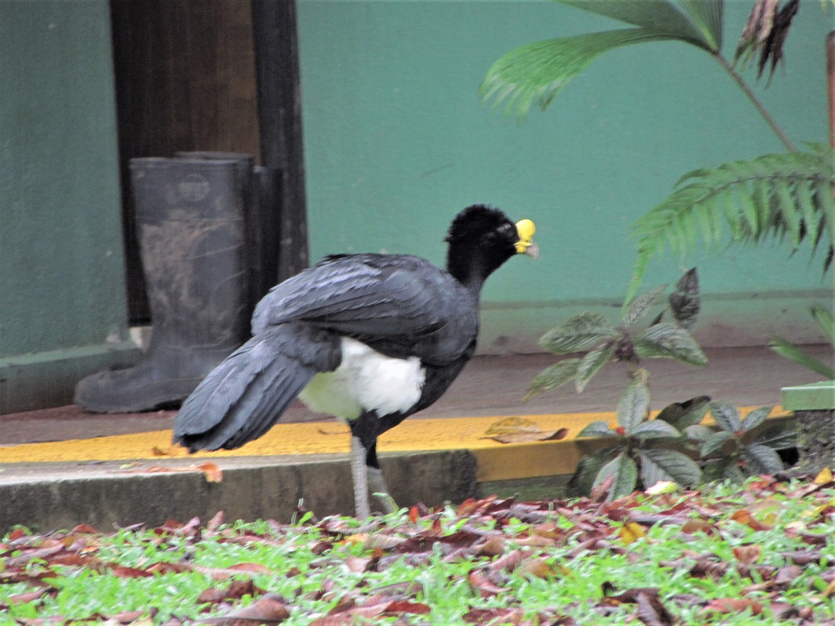 Great Curassow - Susan Brauning