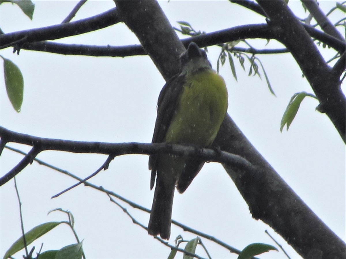 Boat-billed Flycatcher - Susan Brauning