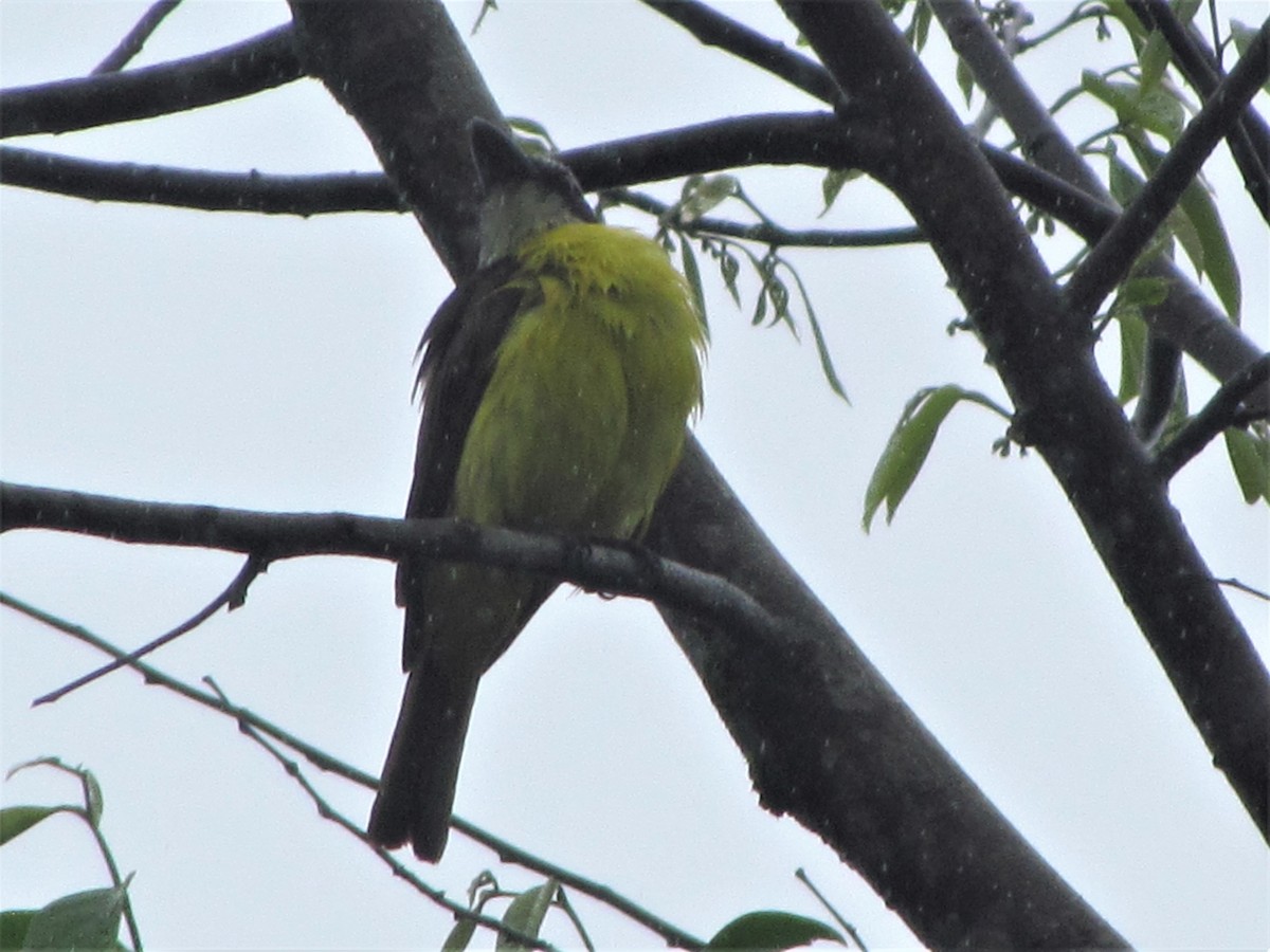 Boat-billed Flycatcher - Susan Brauning