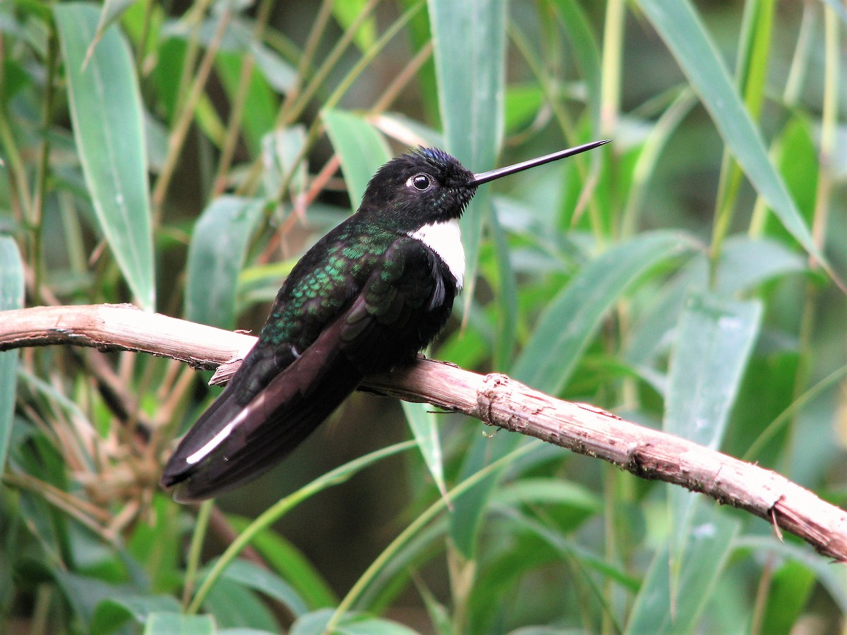 Collared Inca - ML126805481