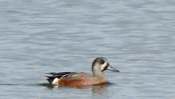 Northern Shoveler x American Wigeon (hybrid) - Steven Mlodinow