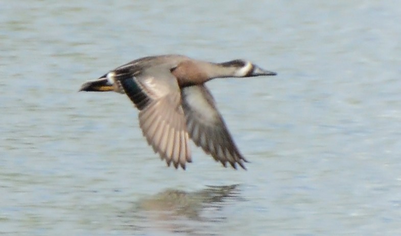 Northern Shoveler x American Wigeon (hybrid) - Steven Mlodinow