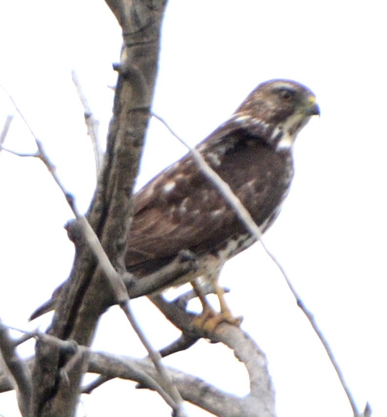 Broad-winged Hawk - ML126807531