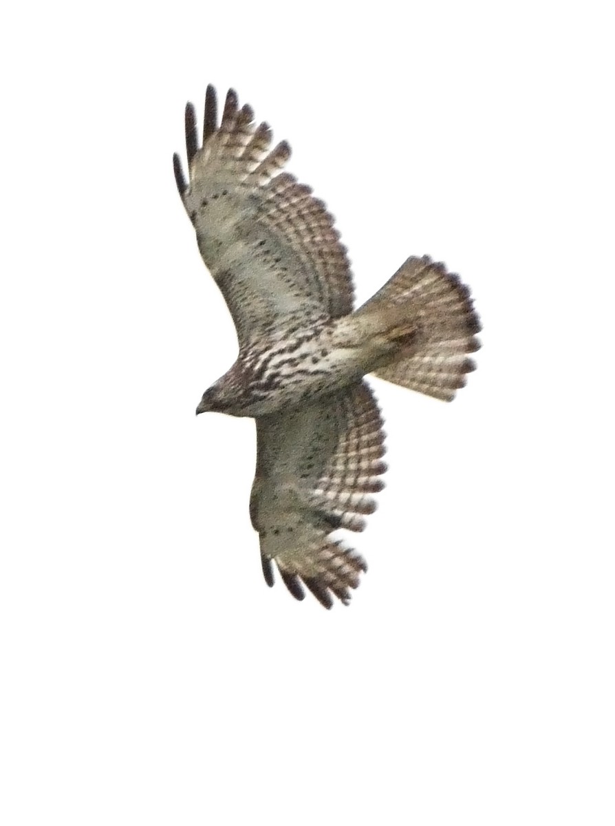 Broad-winged Hawk - ML126807541