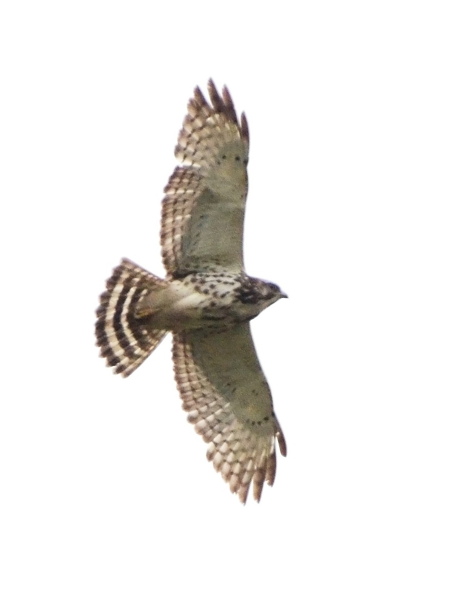 Broad-winged Hawk - ML126807561