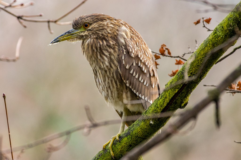 Black-crowned Night Heron - Rick Eckley